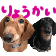 [LINEスタンプ] チョココの可愛いスタンプ