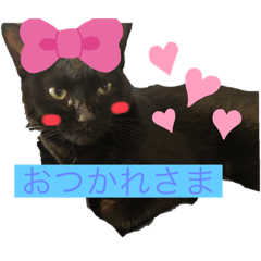 [LINEスタンプ] きじしろと黒猫2