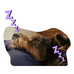 [LINEスタンプ] しゅな犬