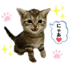 [LINEスタンプ] ひまわり にゃん