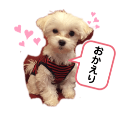 [LINEスタンプ] 我が家のアイドル.ココ2