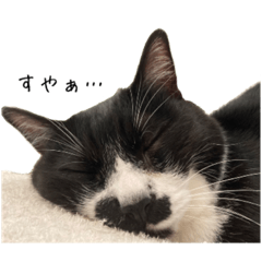 [LINEスタンプ] つきもふスタンプ