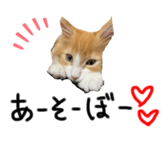 [LINEスタンプ] しばキャッツ