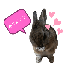 [LINEスタンプ] うさぎのここちゃんスタンプ（lukacoco）