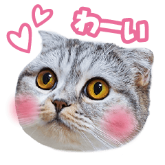 [LINEスタンプ] 猫のぐうスタンプ