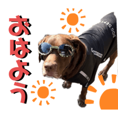 [LINEスタンプ] チョコラブのゴン太くん