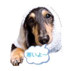 [LINEスタンプ] ダックスの日常ワン2