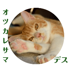 [LINEスタンプ] 茶トラ白のむう