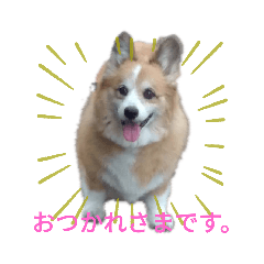 [LINEスタンプ] コーギー大好き！