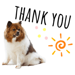[LINEスタンプ] 愛犬くららのスタンプ1