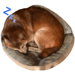 [LINEスタンプ] ハヤちゃん大好き