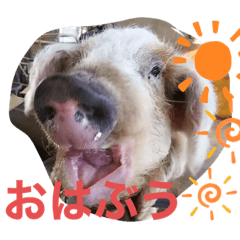 [LINEスタンプ] ラぶぅリィ～ぶうぶの毎日だぶぅ