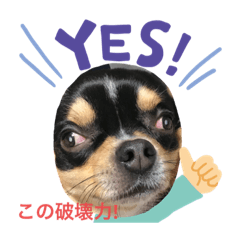 [LINEスタンプ] じろの日常2