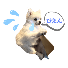 [LINEスタンプ] てんのもふもふぽめスタンプ