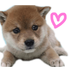 [LINEスタンプ] きなこのすたんぷ②