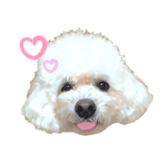 [LINEスタンプ] 我が家のかわいこちゃんたち。