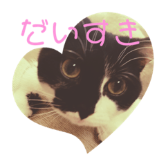[LINEスタンプ] 普通の猫スタンプミライ01