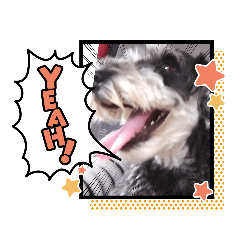 [LINEスタンプ] ミニュチュアシュナウザーのリーちゃん