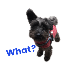 [LINEスタンプ] シュナプーのマッシュくん2