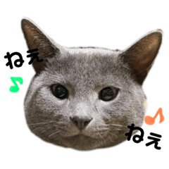 [LINEスタンプ] ぷぅ＆ぎん