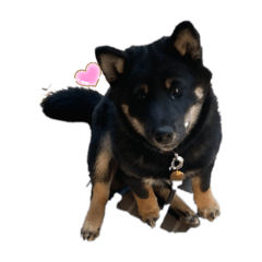 [LINEスタンプ] 柴犬愛犬
