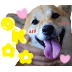 [LINEスタンプ] すぎうら家のわんこたち