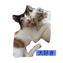 [LINEスタンプ] ねこにゃんこキュート