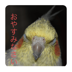 [LINEスタンプ] 我が家の鳥カニ