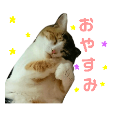 [LINEスタンプ] みけねこねこスタンプ