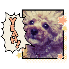 [LINEスタンプ] からちょびもーみかん