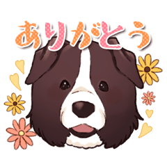 [LINEスタンプ] ボーダーコリーわんこ☆ジャックのスタンプ