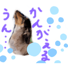 [LINEスタンプ] ダックス♡はっちゃん