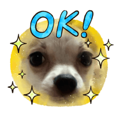 [LINEスタンプ] チワワ犬ノア