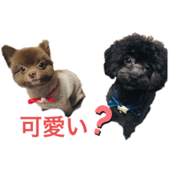[LINEスタンプ] くぅれおスタンプ