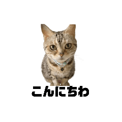 [LINEスタンプ] cat'sのつぶやき
