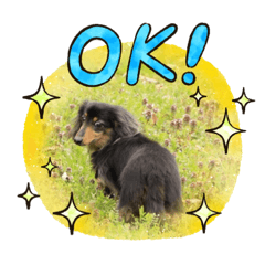 [LINEスタンプ] 愛犬ミニチュアダックスのスタンプ