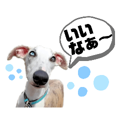 [LINEスタンプ] オッドアイのウィペット ルドルフくん