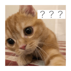 [LINEスタンプ] ティミーくん