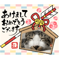 [LINEスタンプ] あけおめスタンプにゃんこ