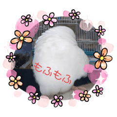 [LINEスタンプ] アルビノインコきなこ挨拶スタンプ