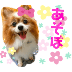 [LINEスタンプ] 愛犬パピヨンのモカのスタンプです