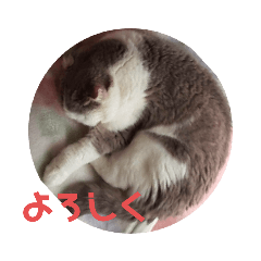 [LINEスタンプ] ねこ いぇ～い