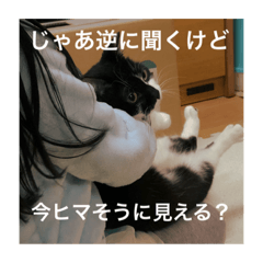[LINEスタンプ] 普通の猫のひねくれビジネス？スタンプ