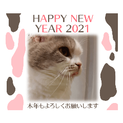 [LINEスタンプ] 新年スタンプ猫 グレー、白