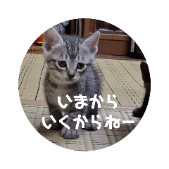 [LINEスタンプ] ぴぃジュニア伝言