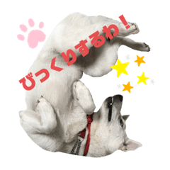 [LINEスタンプ] 紀州犬ハクのスタンプ5