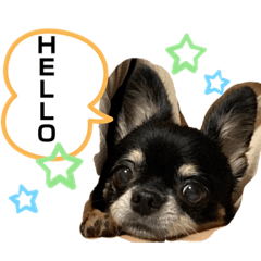 [LINEスタンプ] チワワのちょこのスタンプです