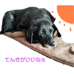 [LINEスタンプ] 黒ラブはるちゃん4