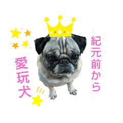 [LINEスタンプ] パグの歳三ドラゴンタイガー