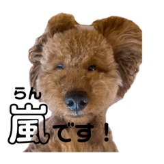 [LINEスタンプ] 嵐と書いてRAN withココア
